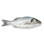 Poisson blanc