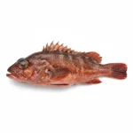 Poisson de roche de méditerranée