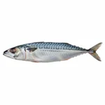 Poisson