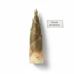 Pousse de bambou