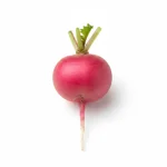Radis rose