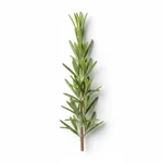 Romarin frais