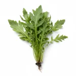 Roquette