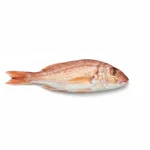 Rouget