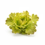 Salade feuille de chêne blond