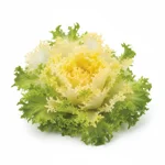 Salade frisée