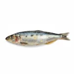 Sardine à l'huile