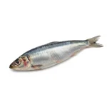 Sardine fraîche