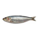 Sardine