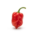 Sauce piquante