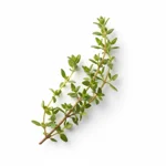 Thym citron