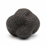 Truffe fraîche