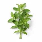 Verveine fraîche