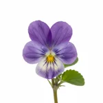 Violette