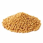 Yellow mustard